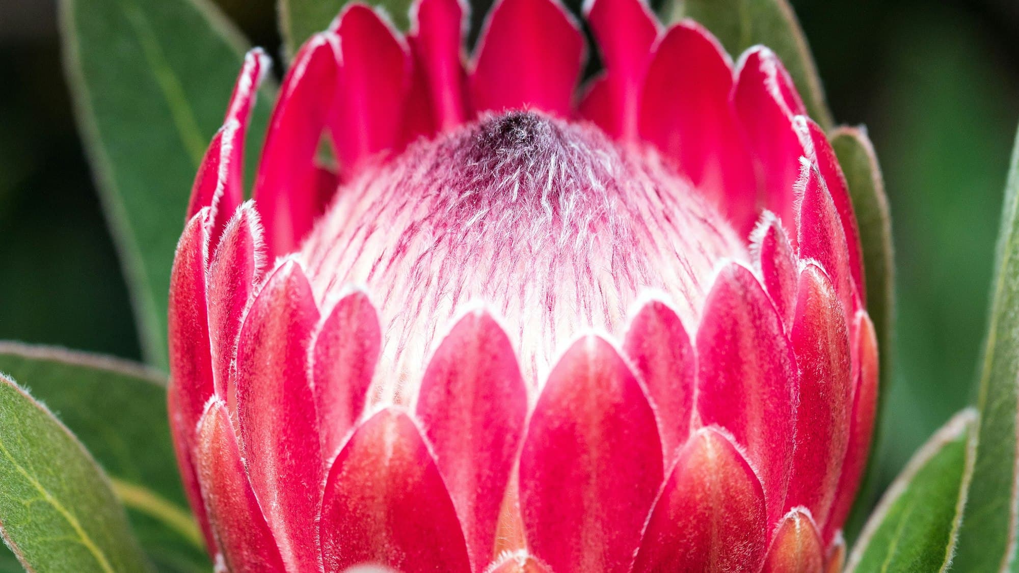 A pink protea in close-up, South Africa's national flower, which often features in South African Christmas decorations